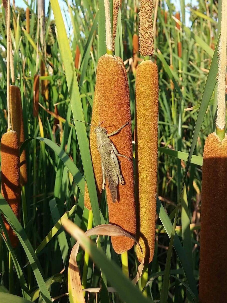 Grasshopper, Locust, Reed, Green, Brown, bullrushes, cat tail HD wallpaper