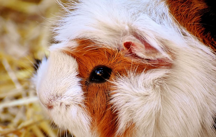 white and brown guinea pig, nager, cute, face, animal, wildlife photography HD wallpaper