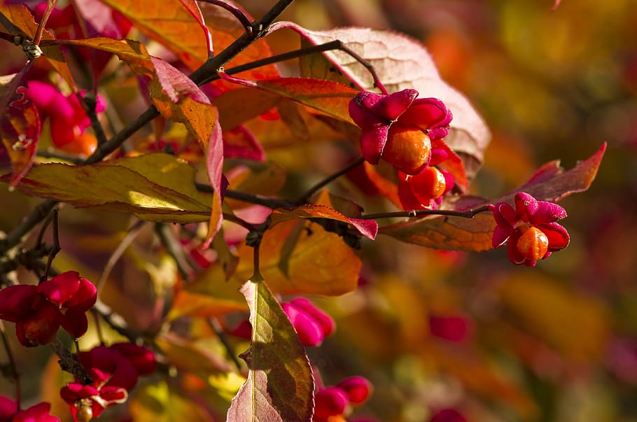 spindle, bush, bright, red, orange, pink, autumn, ornamental shrub HD wallpaper