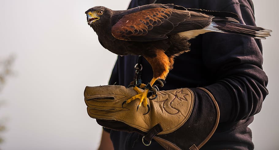 brown hawk bird, people, man, hand, eagle, animal, pet, one man only HD wallpaper