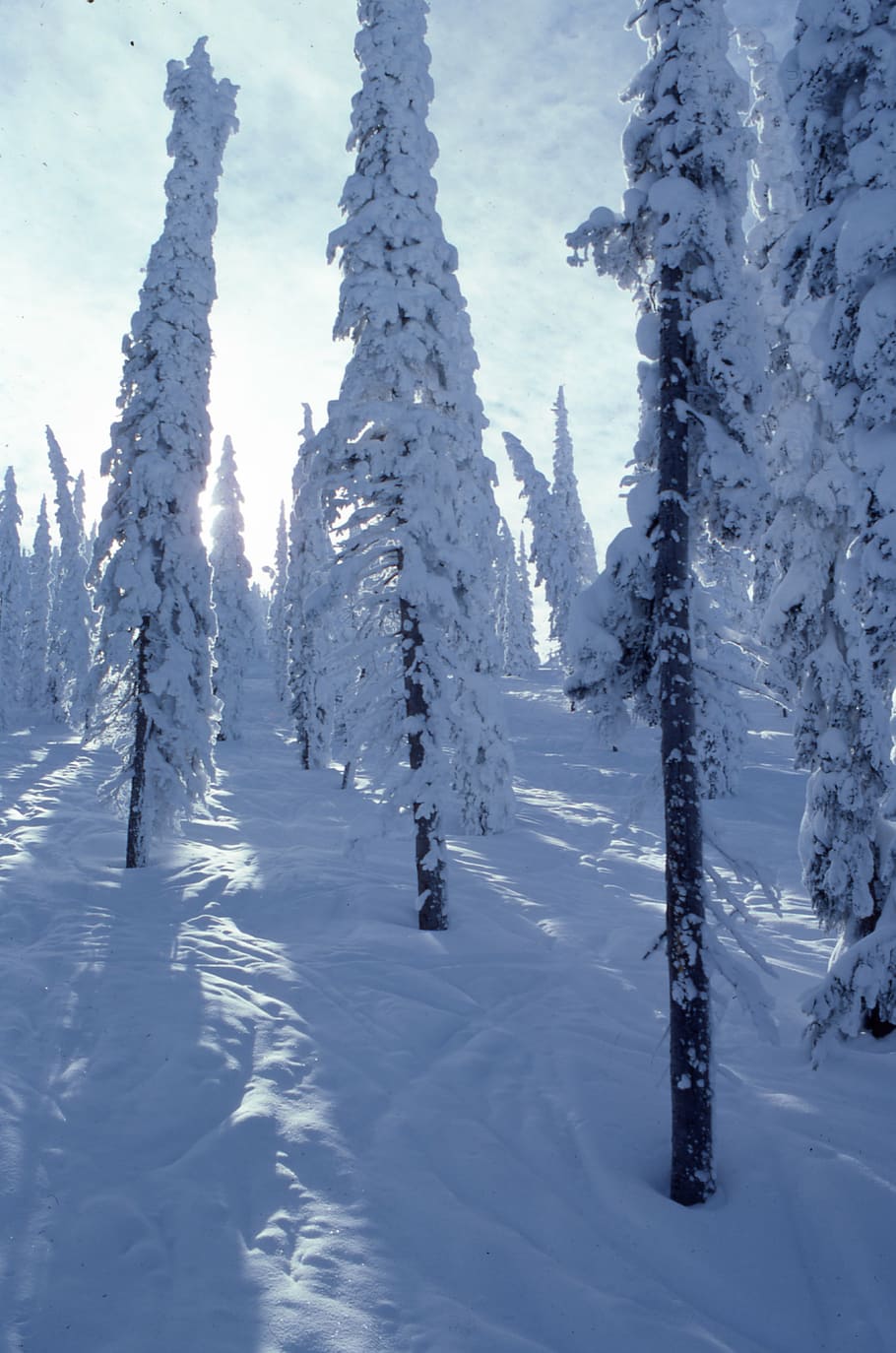 photography of pine trees covered by snow at daytime, covering HD wallpaper