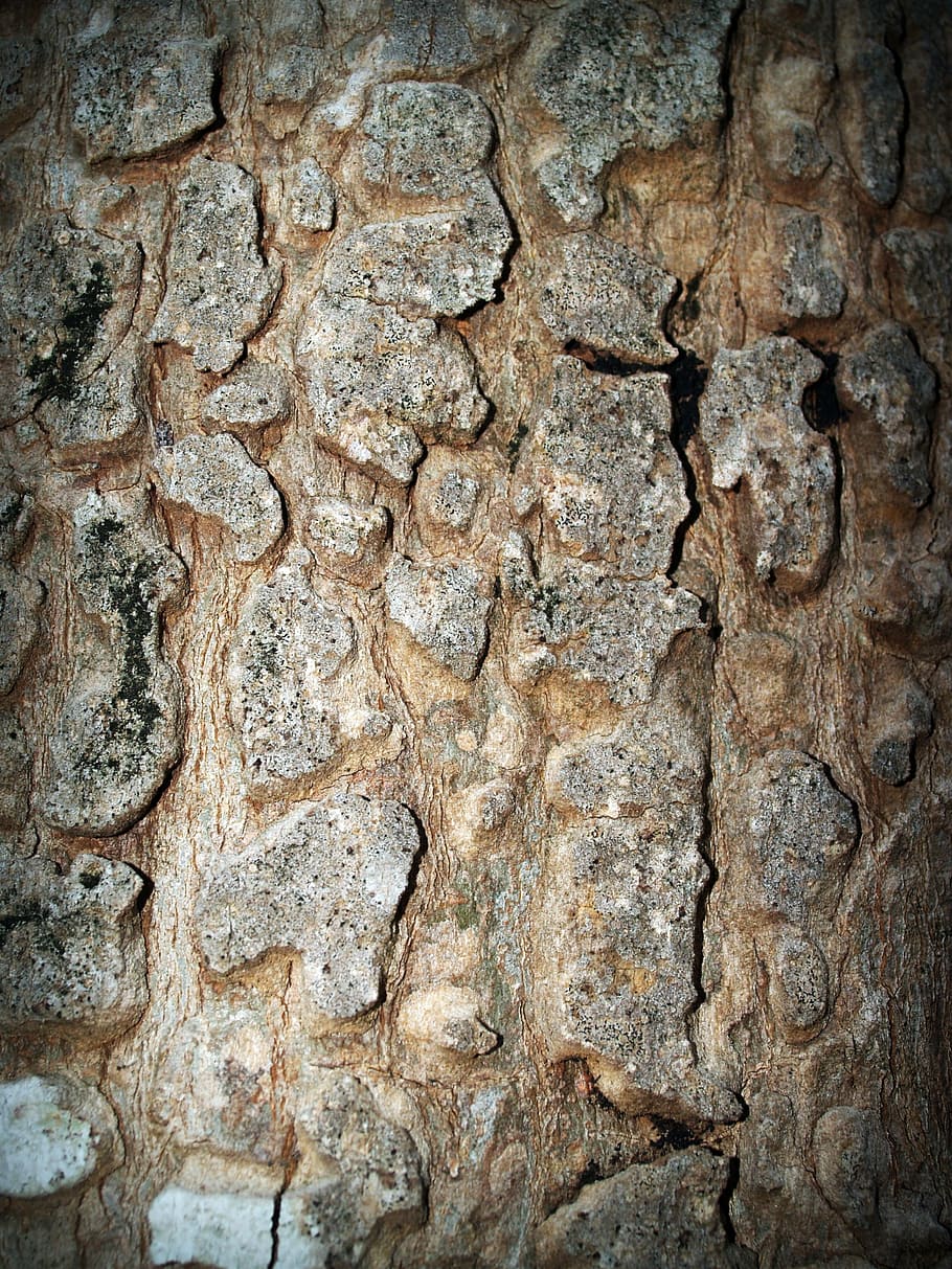 bark, tree, wood, pine, background, abstract, skin, board, surface HD wallpaper