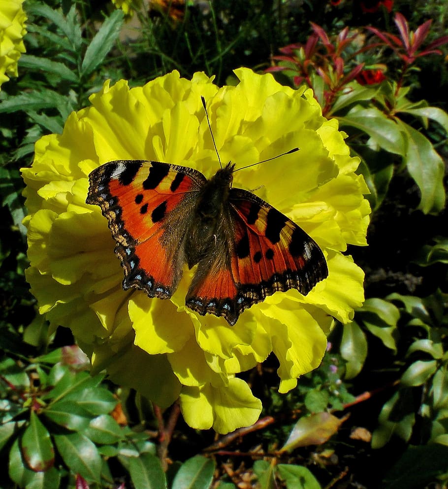 butterfly, spring, yellow, close, blossom, bloom, animal wildlife HD wallpaper