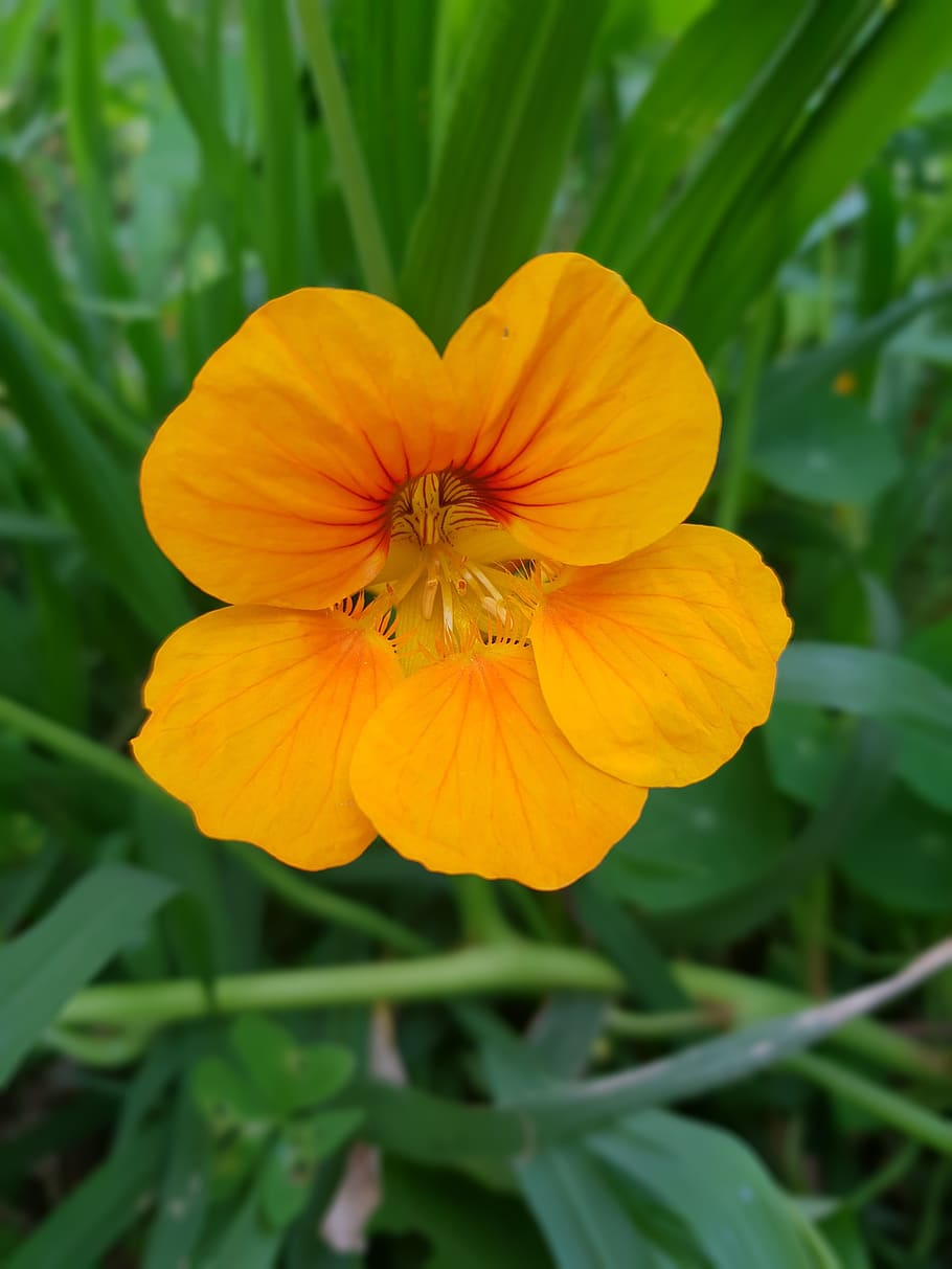 nasturtium, flower, macro, flowering plant, petal, beauty in nature HD wallpaper