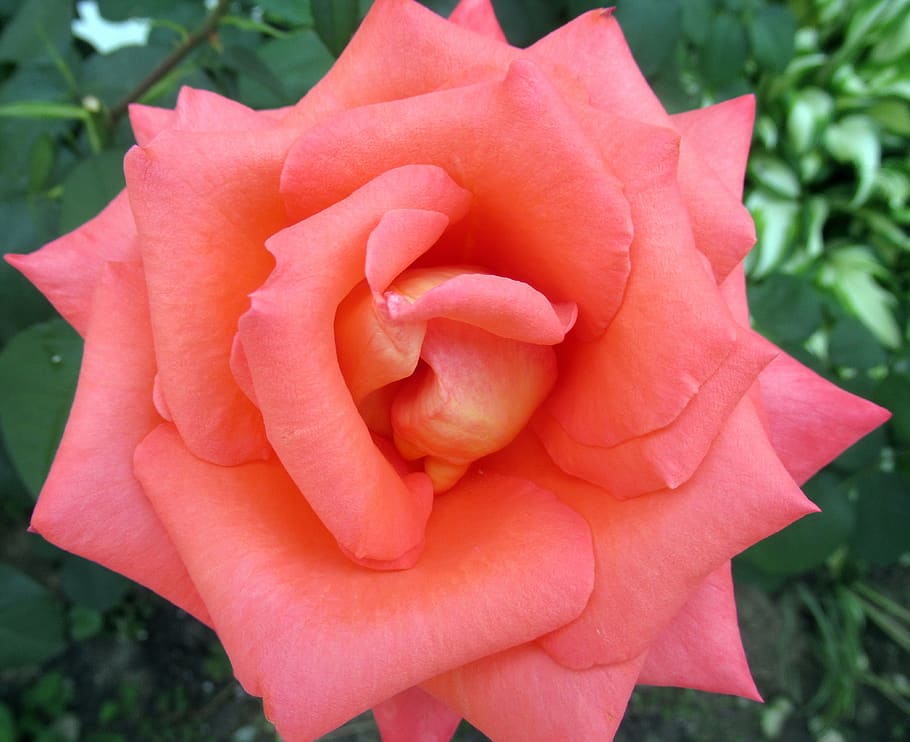 flower, rose, petals, plant, close-up, flowering plant, flower head HD wallpaper