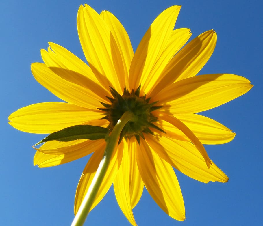 flower, reverse, yellow, light, sky, flowering plant, freshness HD wallpaper