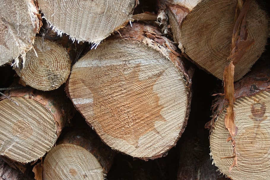 Wood, Trunks, Forestry, Texture, wood trunks, about, structure HD wallpaper