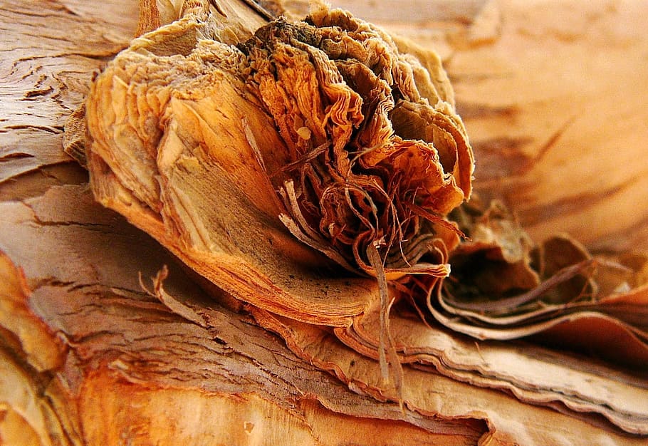 Paperbark, Tree, Tree, Bark, Organic, Trunk, brown, natural HD wallpaper