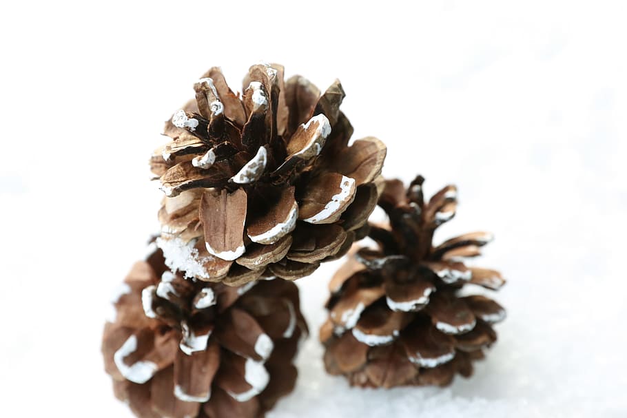 pinecone, winter, snow, ice, white background, pine cone, studio shot HD wallpaper