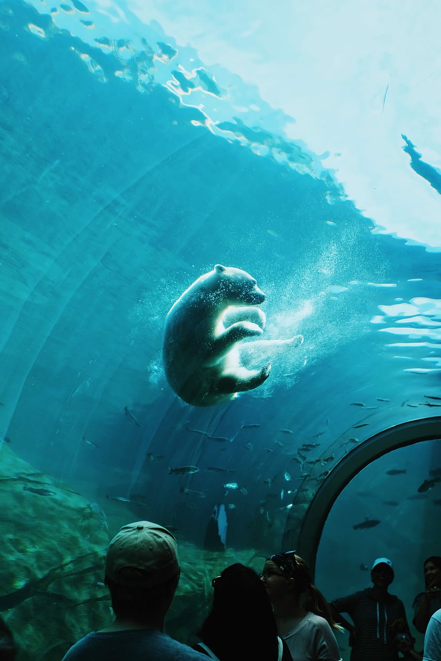 polar bear swimming under water in a ocean park, polar bear on the body of water, HD wallpaper
