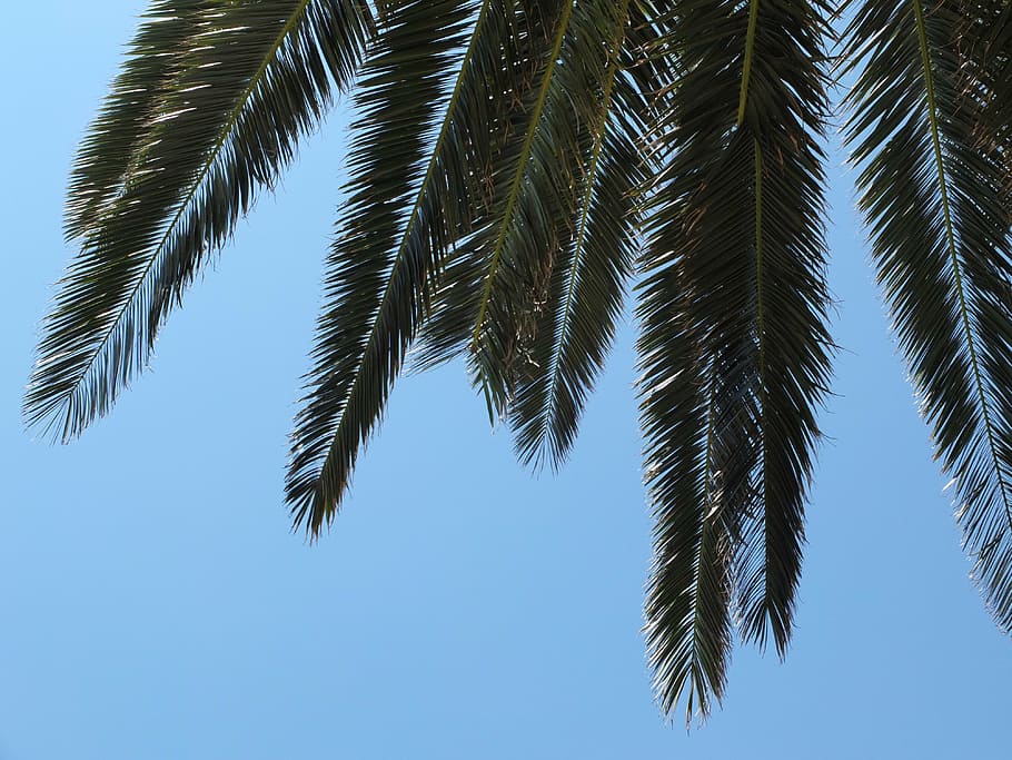 james, sky, blue, green, palm, plant, branches, shadow, nature HD wallpaper