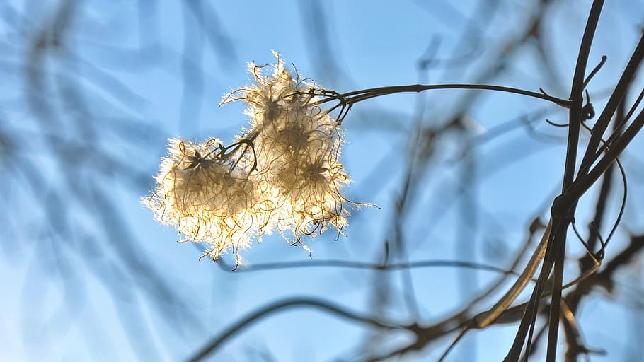 sunshine, spring, nature, plant, tree, close-up, no people HD wallpaper