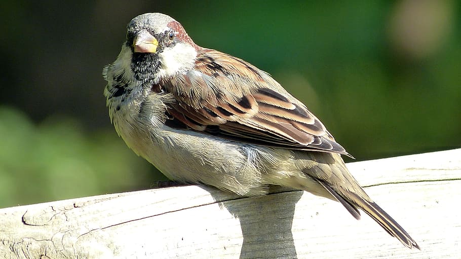 sperling, sparrow, bird, house sparrow, close, sitting, animal, HD wallpaper