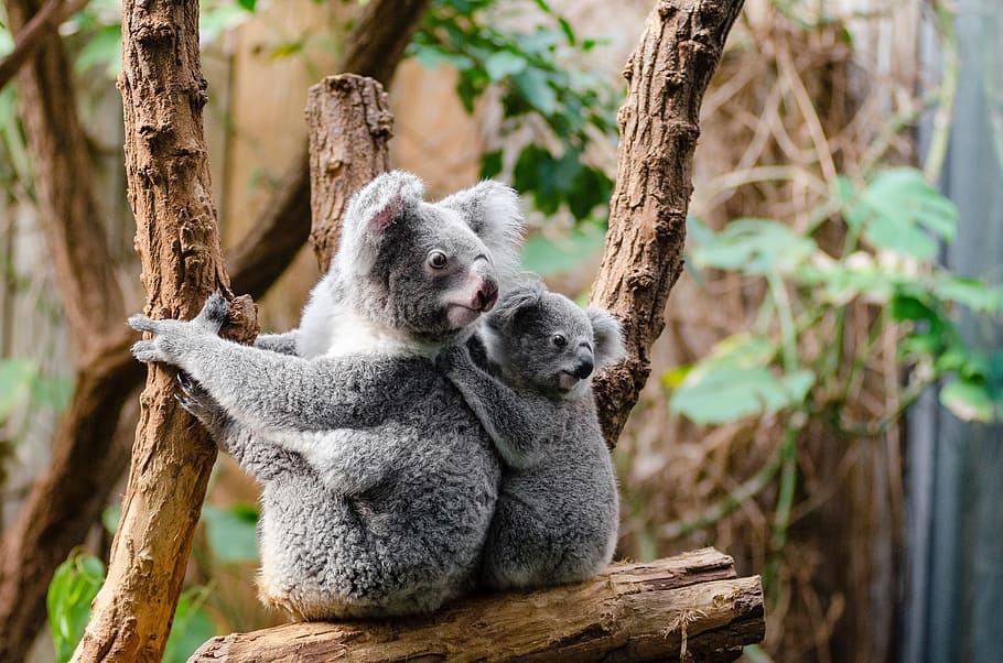 two koalas on wood branch, bears, tree, sitting, perched, portrait HD wallpaper