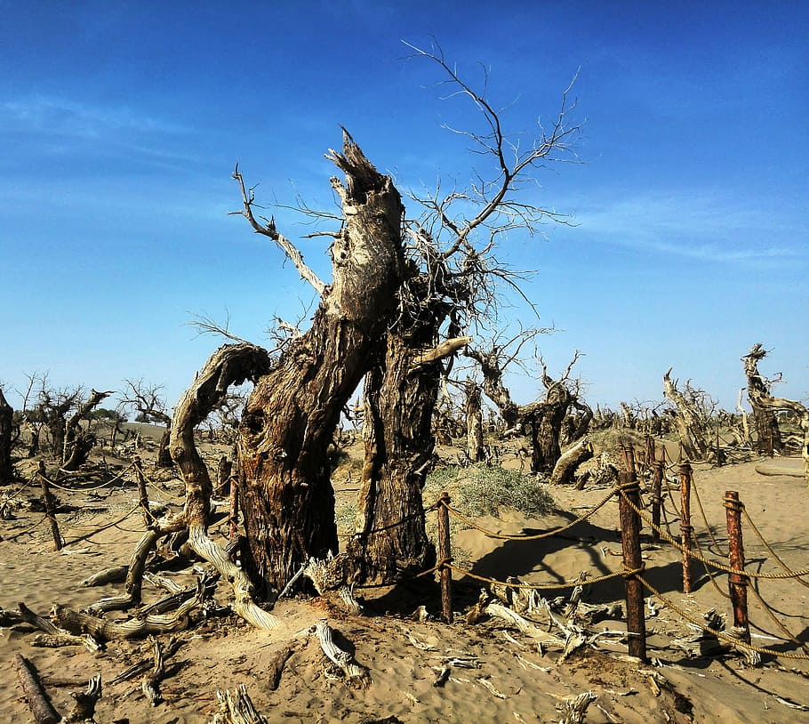 ejina, populus euphratica forest, strange trees, nature, dry HD wallpaper