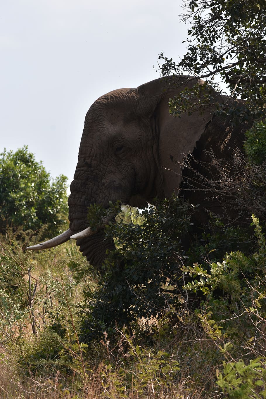 elephant, big 5, africa, animal, mammal, nature, wild, wildlife, HD wallpaper