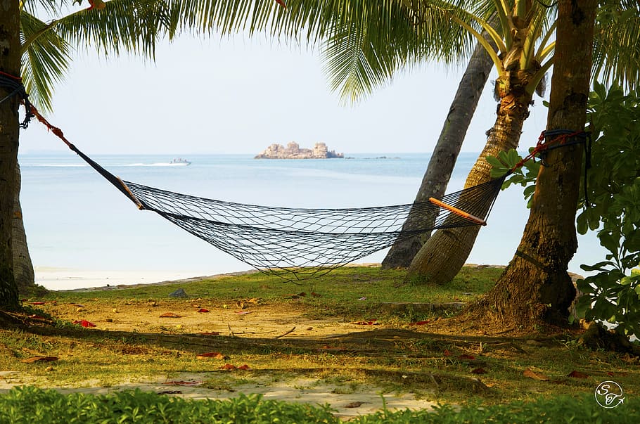black hammock on palm trees, beach, sea, vacation, ocean, summer, HD wallpaper
