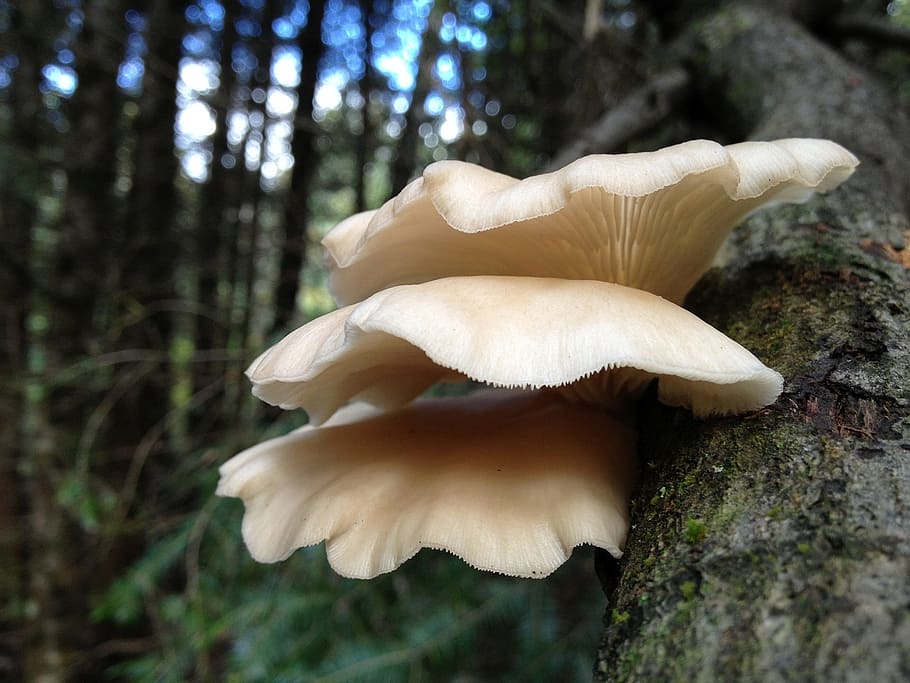 selective focus photography of mushroom, mushrooms, tree trunk