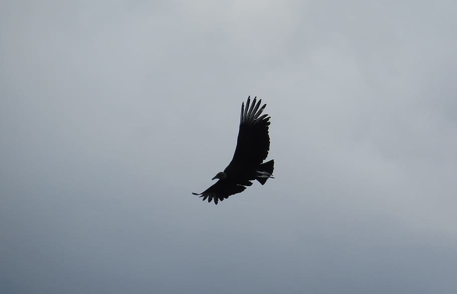 image, ave, flight, gallinazo, bird, one animal, flying, animals in the wild HD wallpaper