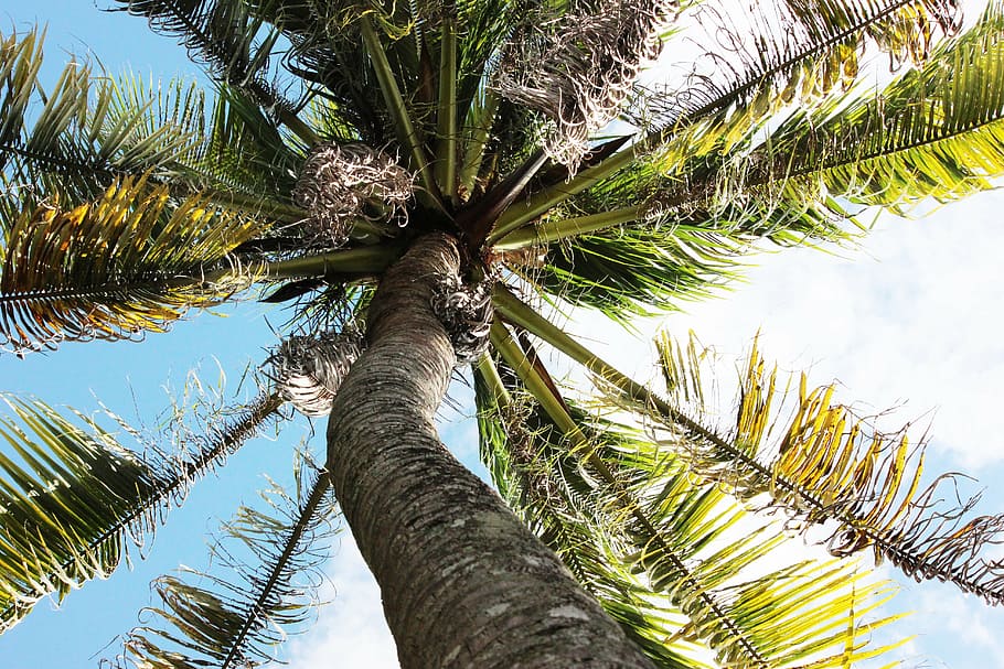 tree, summer, nature, spring, forest, green, sky, leaf, sunny HD wallpaper