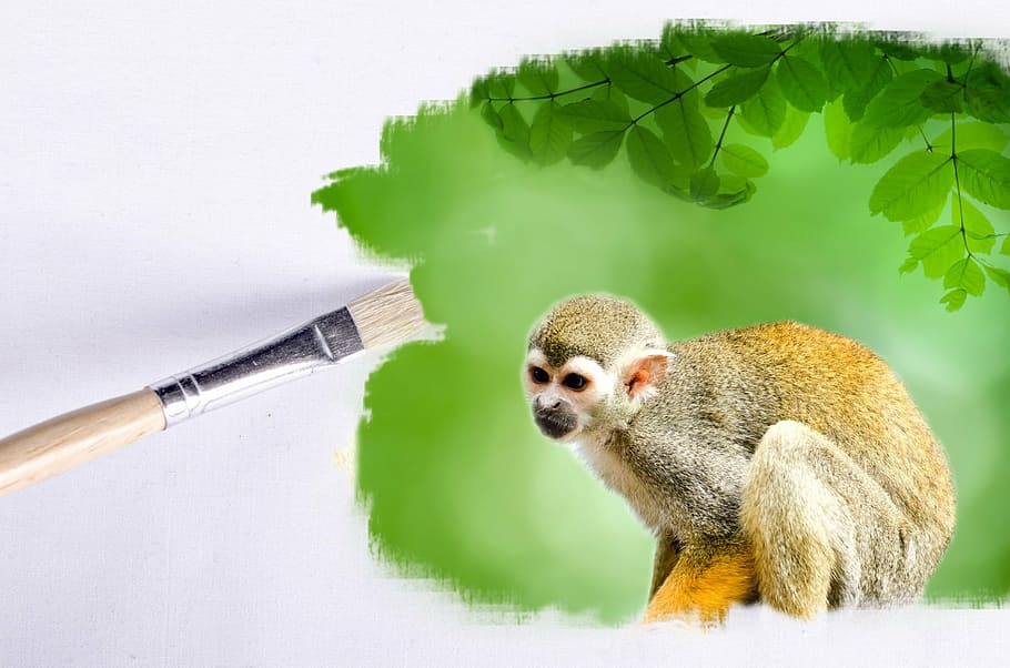 paintbrush, outdoor, monkey, animals, wallpaper, clear, green, HD wallpaper