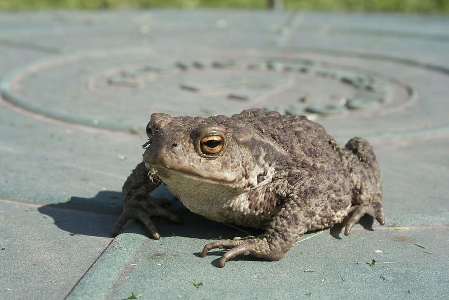 toad, amphibian, frog, closeup, animals, animal themes, one animal HD wallpaper