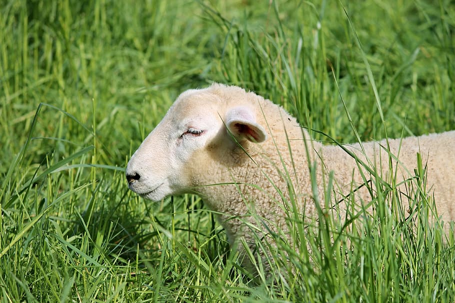 white sheep sitting on green grass during daytime, lamb, schäfchen HD wallpaper