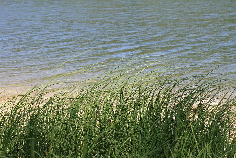 water, summer, grass, plant, growth, beauty in nature, tranquility HD wallpaper