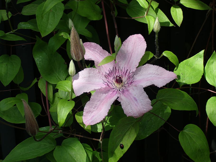 pink, flower, clematis, flowering plant, beauty in nature, plant part HD wallpaper