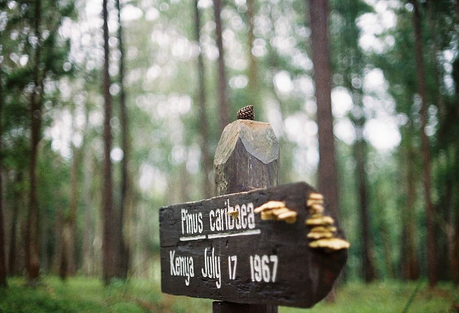 focus photography of wooden arrow signage, brown wooden tomb cross close up photo HD wallpaper