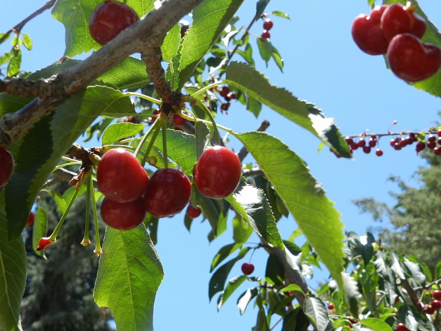 cherries, sky, leona valley, cherry, tree, spring, nature, color HD wallpaper