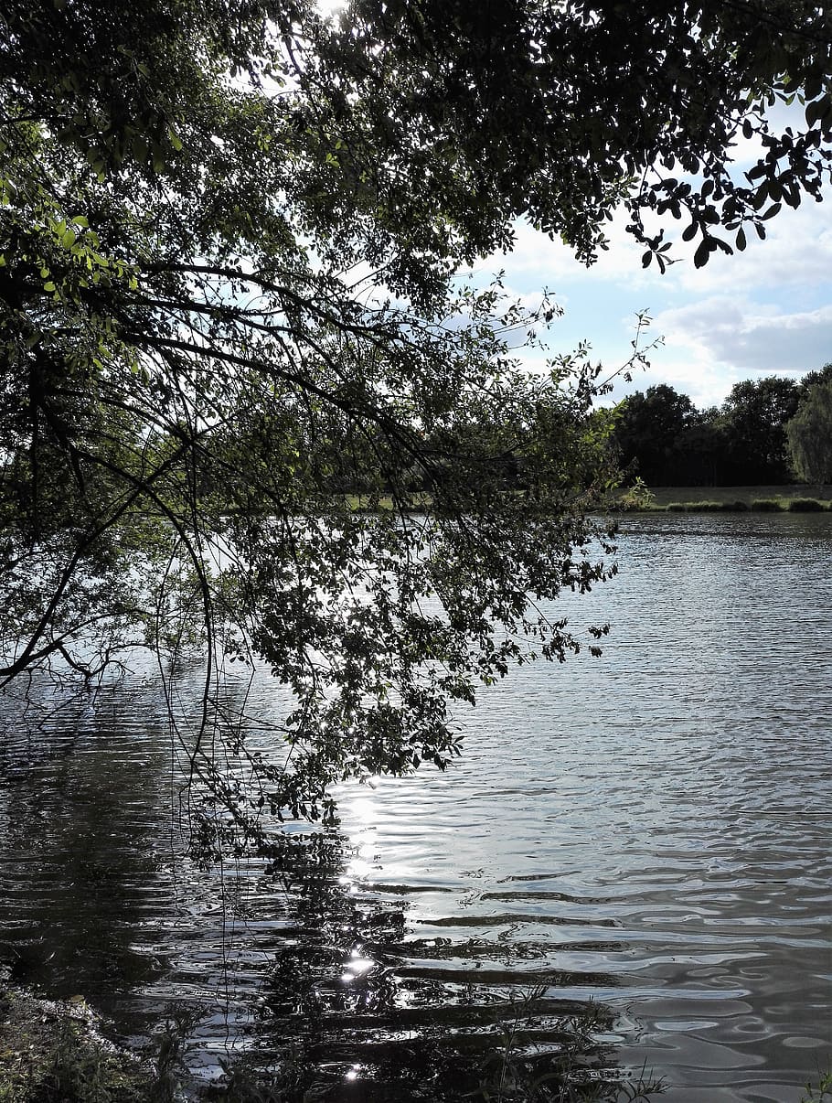 reflections, trees, nature, peaceful, water, plant, tranquility HD wallpaper