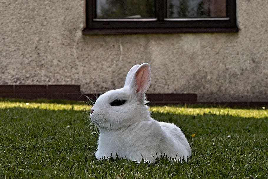 rabbit, stunted, white, lying, pet, lawn, window, animal, animal themes HD wallpaper