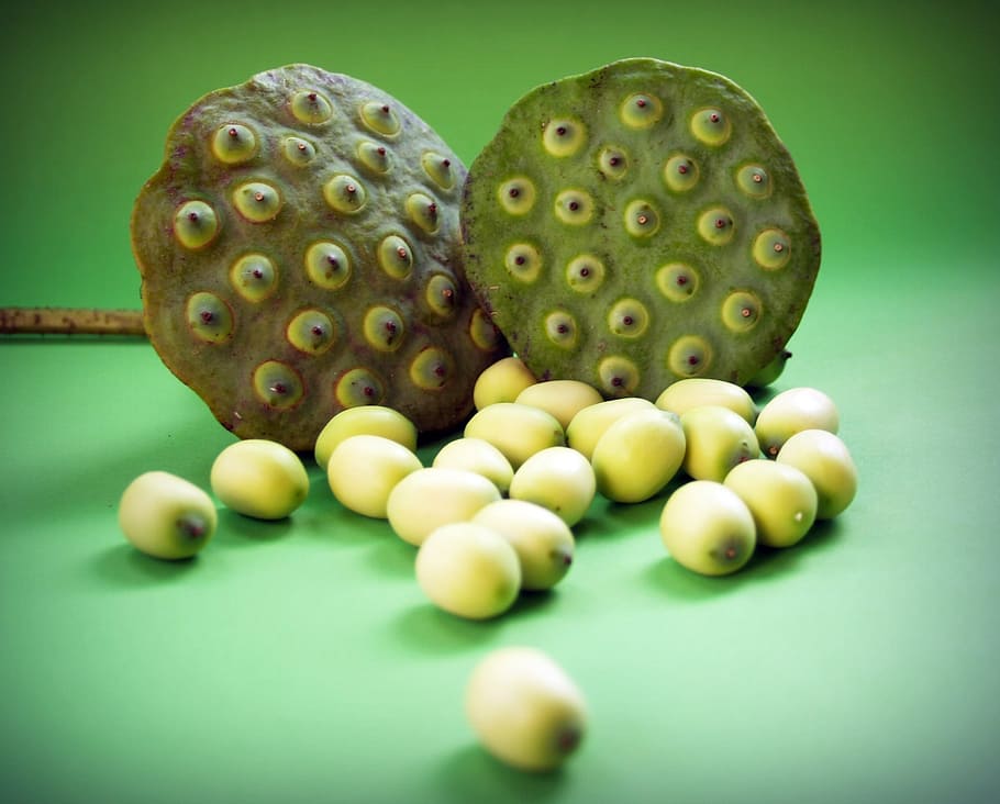 lotus, seed, flower, leaf, pod, indian, closeup, isolated, produce HD wallpaper
