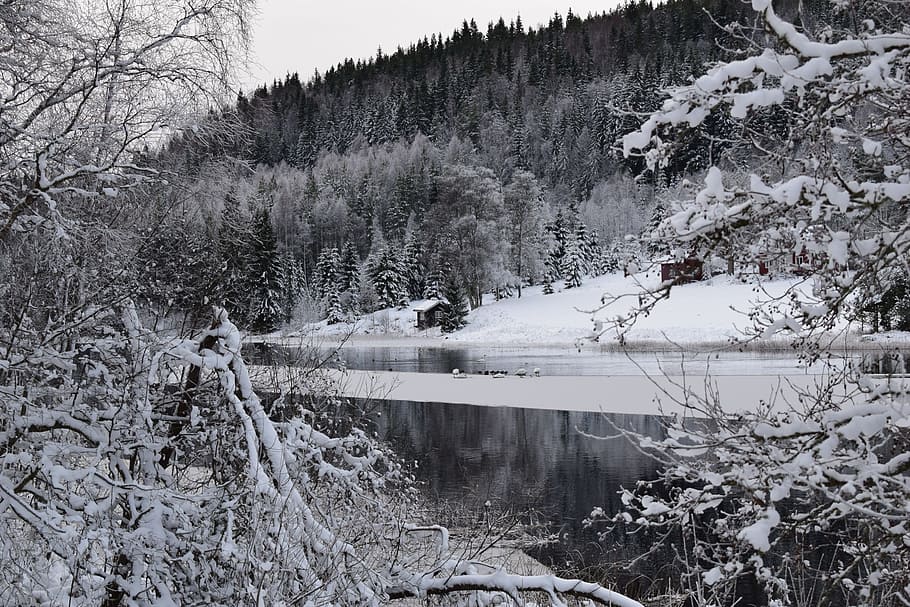snow, winter, cold, nature, frost, tree, ice, scenic, river HD wallpaper