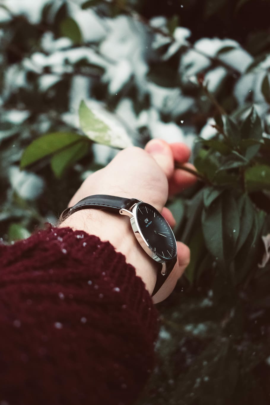 selective focus photography of person holding green leafed tree branch, black analog watch with black leather strap HD wallpaper