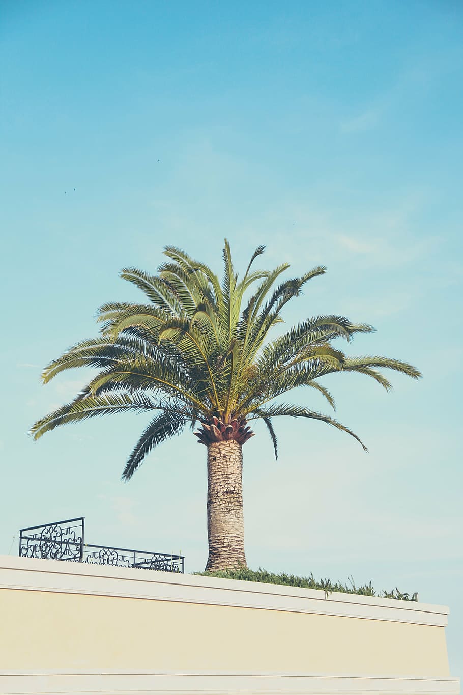 palm tree, balcony, building, architecture, tropical, house HD wallpaper