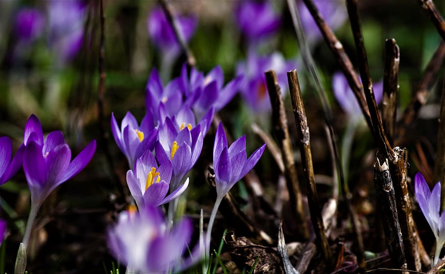 crocus, purple, spring, blossom, bloom, spring flower, purple flower HD wallpaper