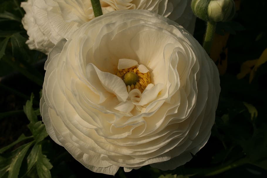 flower, white, spring, nature, white flower, flowering plant HD wallpaper