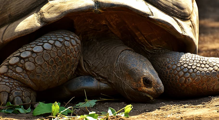 brown Galapagos tortoise, Giant Tortoises, Animals, Panzer, Zoo