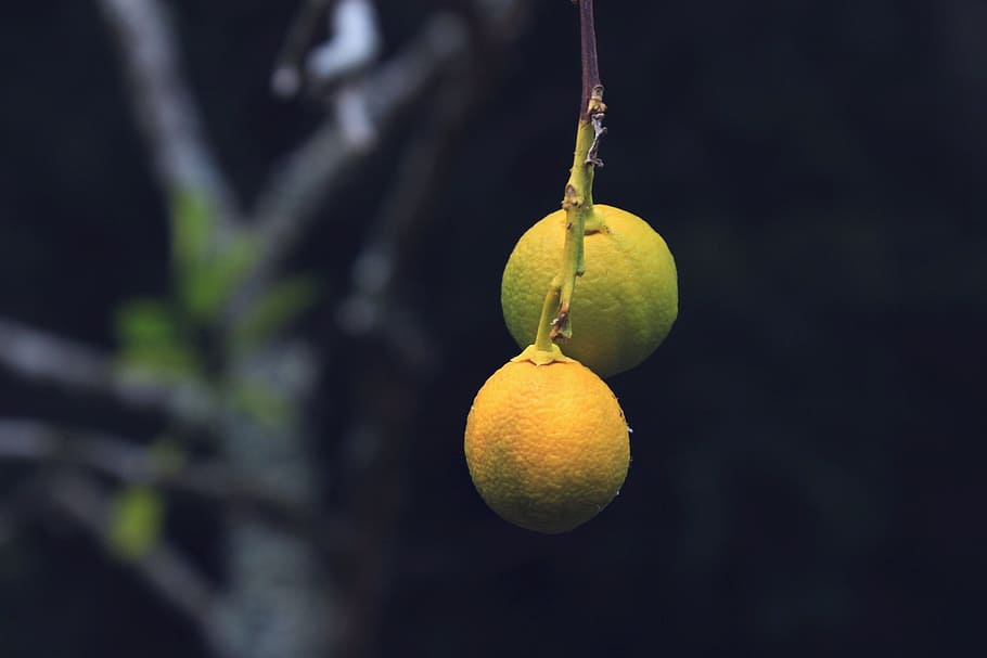tree, lemons, alone, solitude, couple, darkness, relationship HD wallpaper