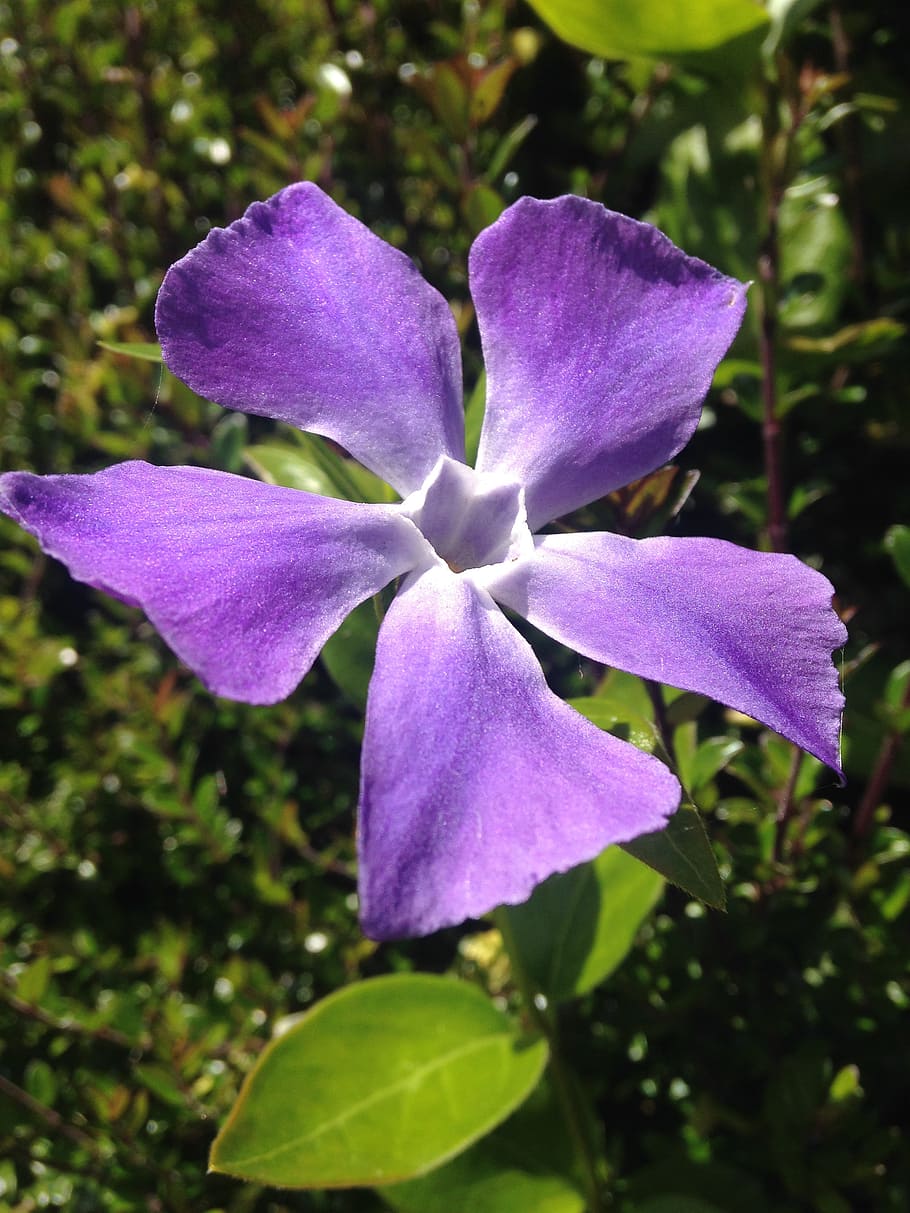 convolvulus, flower, nature, spring, plant, field, natural HD wallpaper