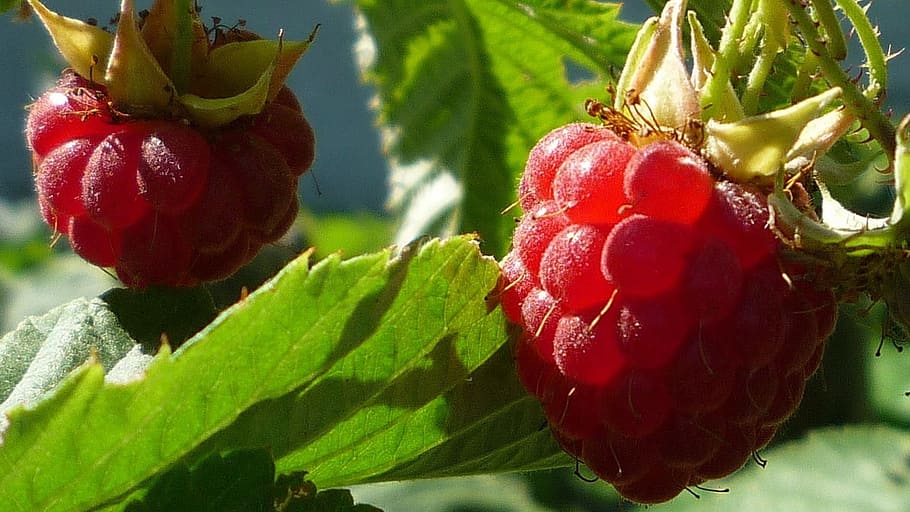 Raspberry, summer, fruit, red, berry Fruit, food, freshness HD wallpaper
