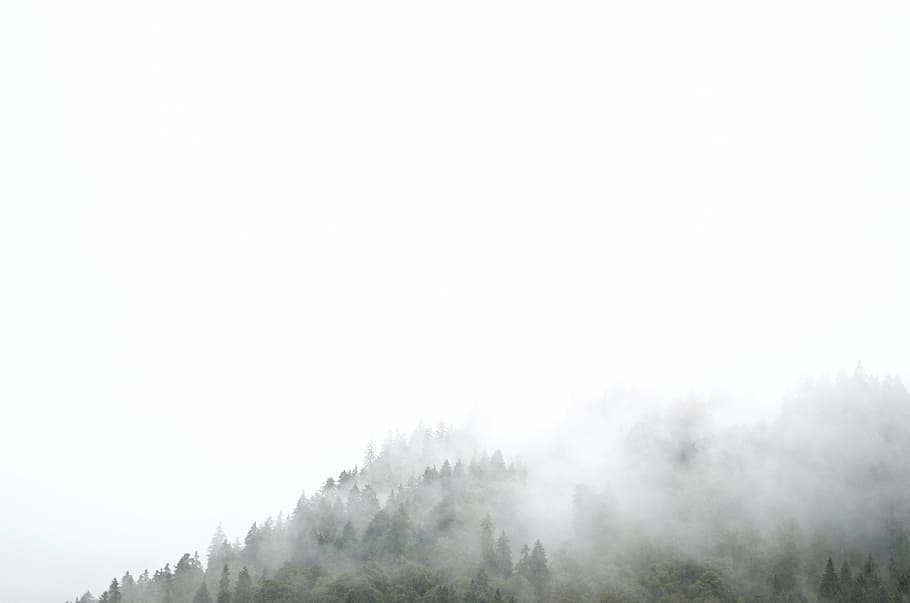 trees covered by fog, photography, fogs, plants, nature, cold HD wallpaper