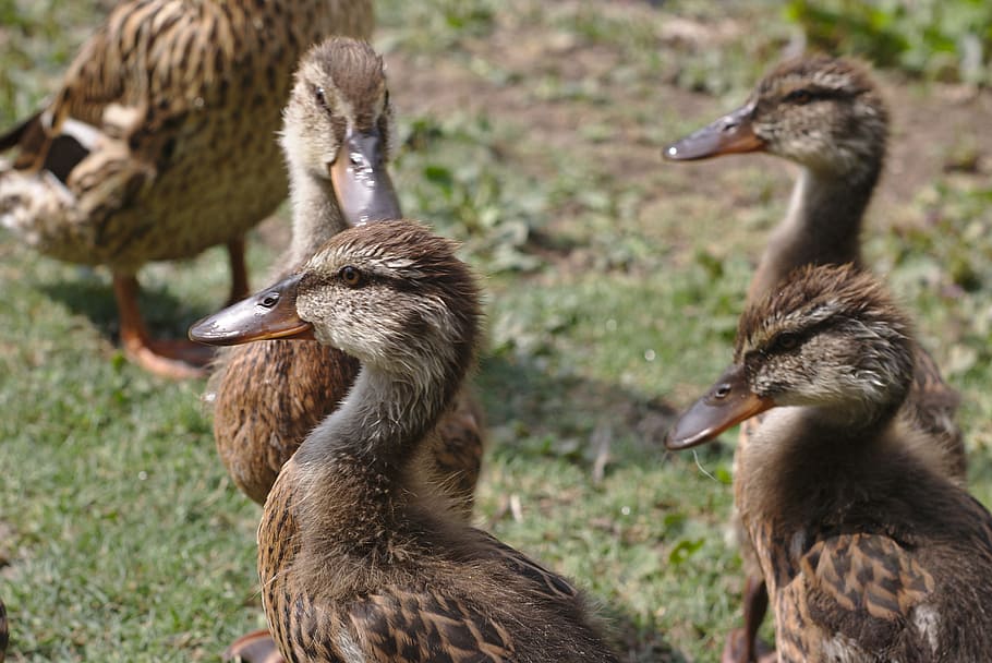 duck, chicks, ducklings, pond, lake, swannery, casting, park HD wallpaper