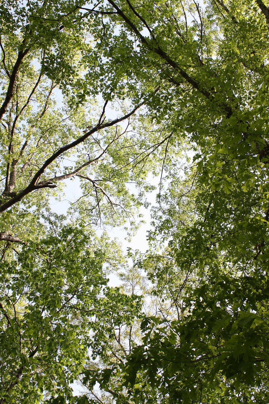 nature, forest, wood, tree, plant, low angle view, beauty in nature HD wallpaper