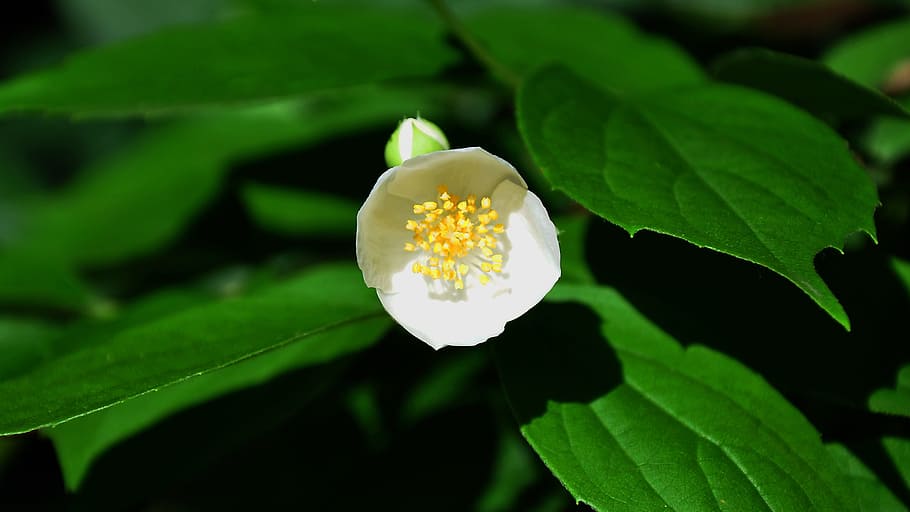 Philadelphus, Bush, White, Spring, philadelphus bush, nature HD wallpaper
