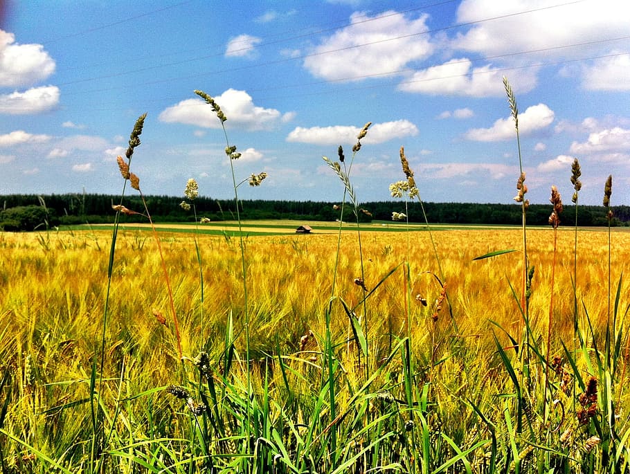 cornfield, nature, summer, sky, plant, landscape, growth, cloud - sky HD wallpaper