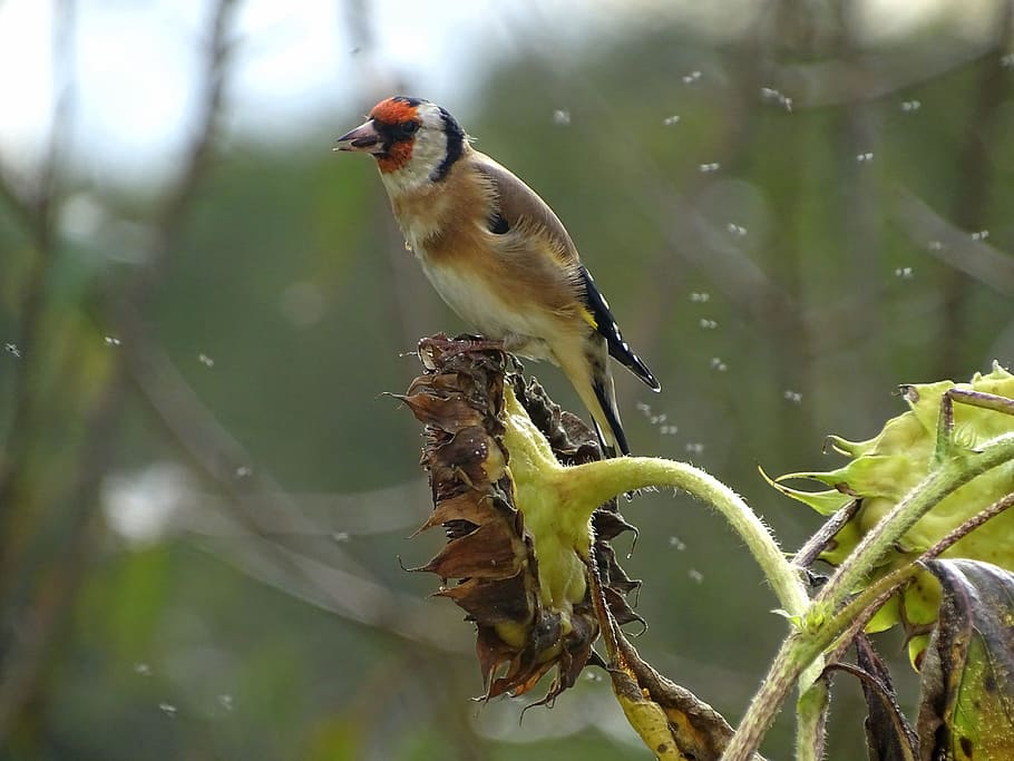 goldfinch, stieglitz, songbird, wild bird, feeding, winter feeding, HD wallpaper