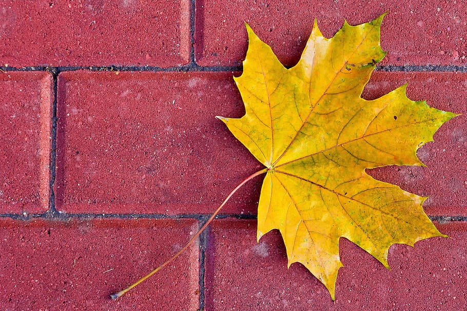 Leaf, Yellow, Autumn, Maple, Fall, nature, vibrant, foliage HD wallpaper